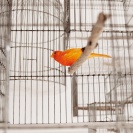 <p>
Bird<br />
150x210x430 cm, installation, ca. 50 steel cages, bird / 2011</p>