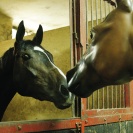 <p>
Przed wyścigami koń zamieszkał w stajni, żeby poznać życie żywych koni</p>