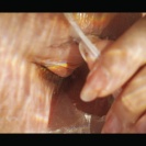 <p>
Leucystyczny paw indyjski<br />
Wideo, 1920x1080 px / 2011</p>